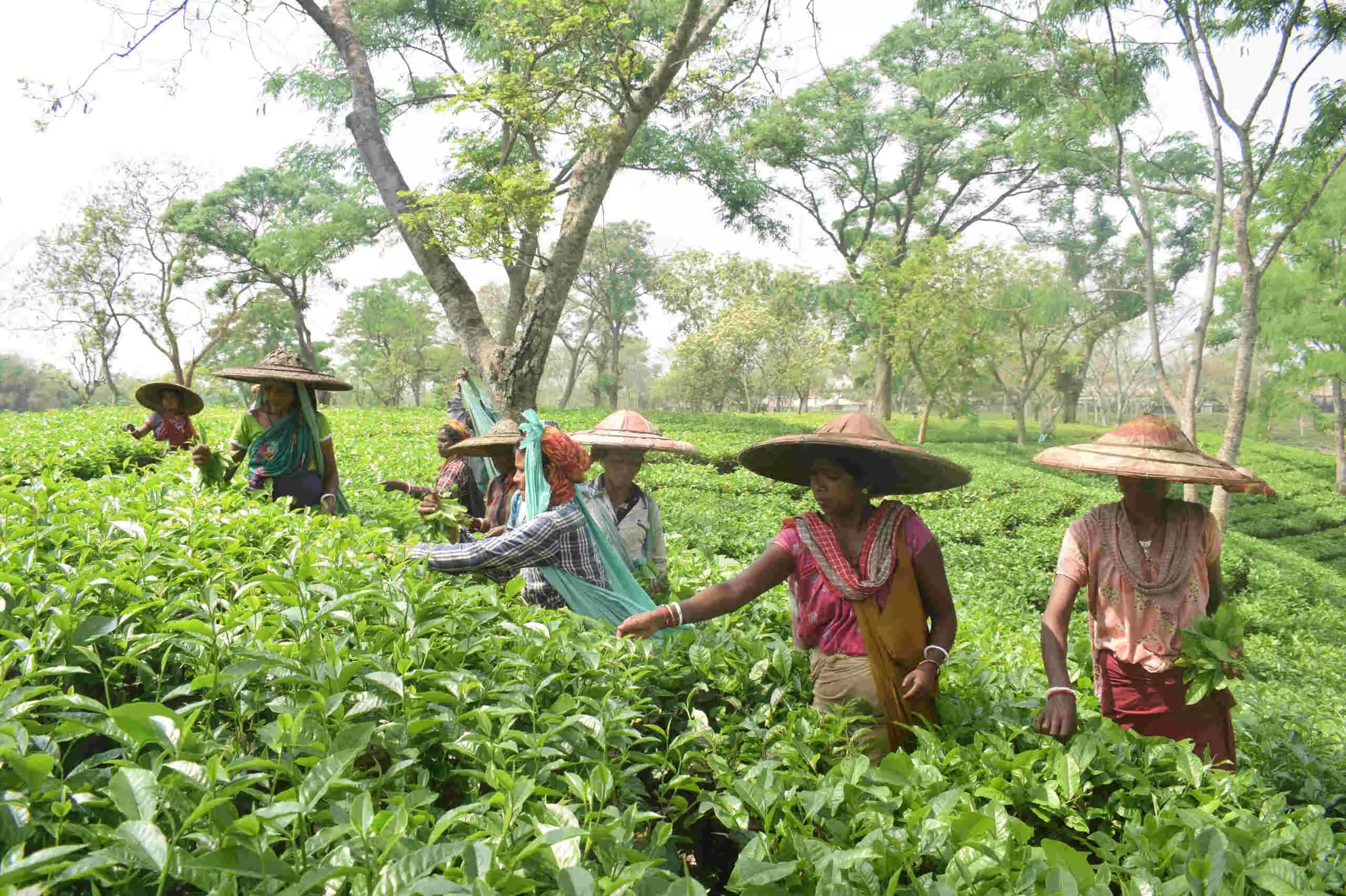 चाय नीलामी केंद्र की स्थापना के साथ त्रिपुरा में चाय उद्योग एक बड़े बदलाव के लिए तैयार