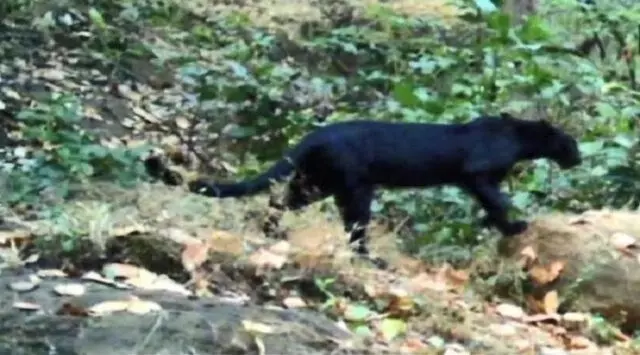 सुंदरगढ़ में एक दुर्लभ काला तेंदुआ फिर से देखा गया