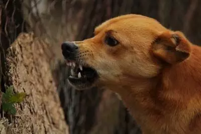 पागल कुत्ते ने 17 लोगों को काटा, इलाके में फैली दहशत