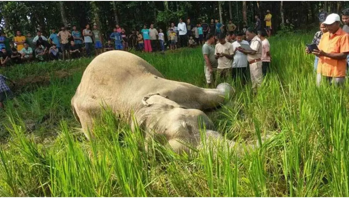 असम गोलपारा जिले के एक वन क्षेत्र में जंगली हाथी मृत पाया