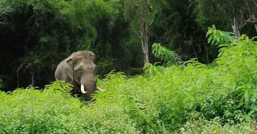 केरल सरकार हाथियों को भगाने वाली मधुमक्खियों के प्रजनन पर विचार कर रही