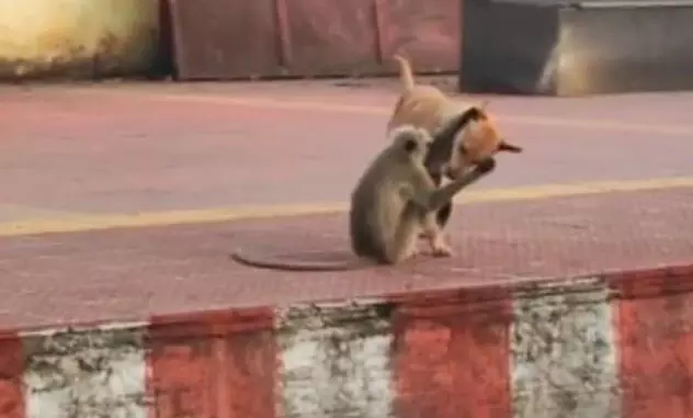 ओडिशा सोरो रेलवे स्टेशन पर बंदर और कुत्ते की दोस्ती का वीडियो वायरल