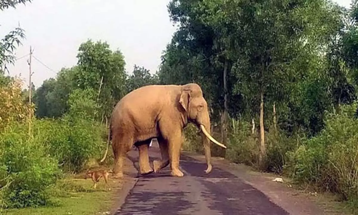 नीलगिरी में जंगली हाथी के हमले में युवक की मौत