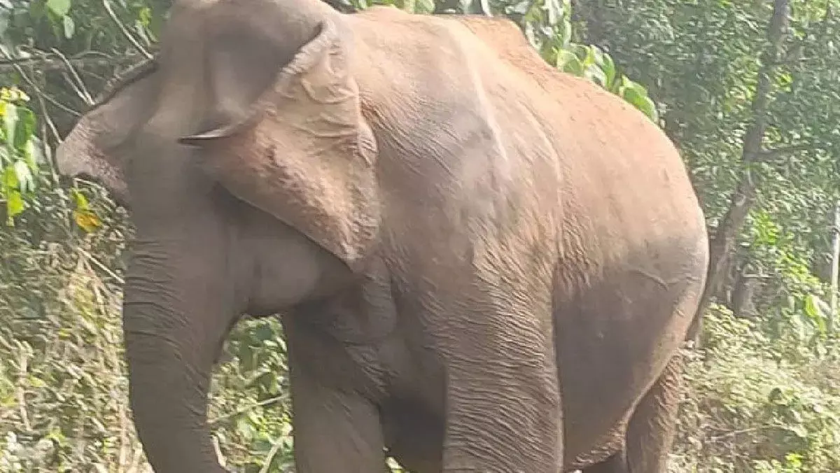 हाथी के हमले में एक व्यक्ति की मौत
