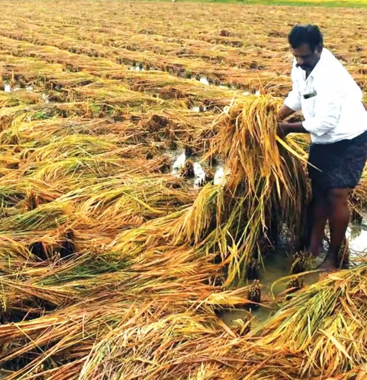 टीएस ने क्षतिग्रस्त धान के लिए नए टेंडर से 1,110 करोड़ रुपये का मुनाफा कमाया