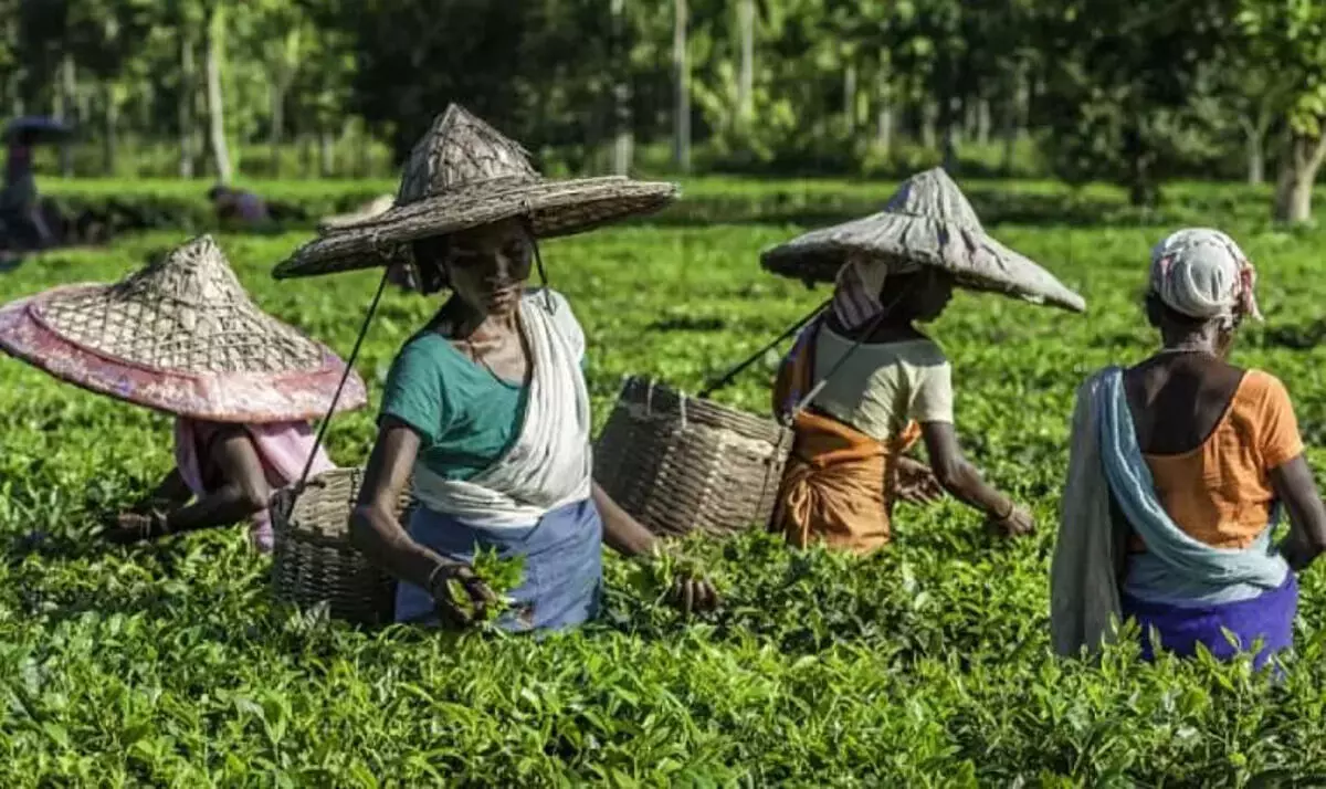 चाय संघ नेता ने असम चाय को बढ़ावा देने के लिए एमएस धोनी को राजदूत बनाने का सुझाव दिया