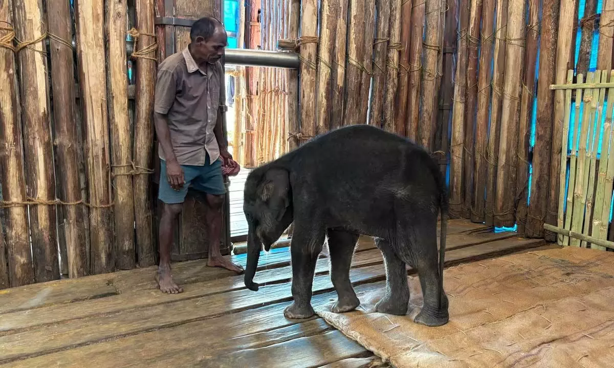 एसटीआर से बचाया गया हाथी का बच्चा अब सक्रिय और स्वस्थ