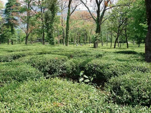 सर्दियों की बारिश ने कांगड़ा के चाय उत्पादकों को खुश कर दिया