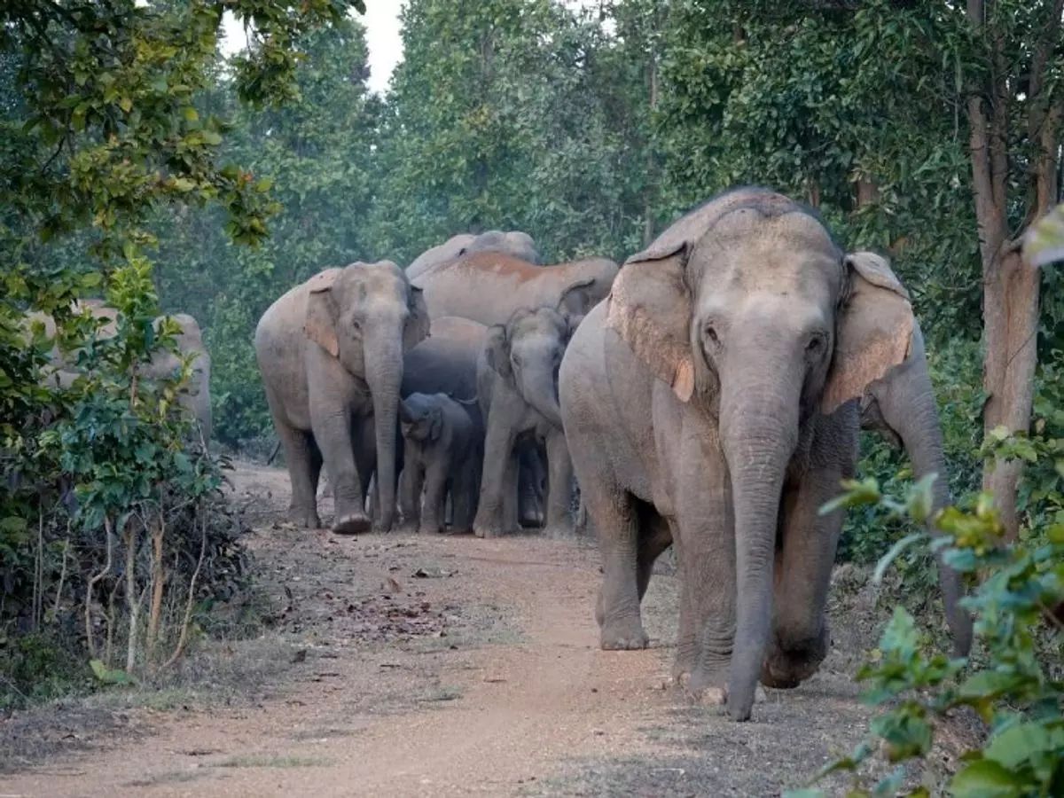 जंगल की सड़कों पर लगे एलईडी बोर्ड हाथियों के हमले की चेतावनी