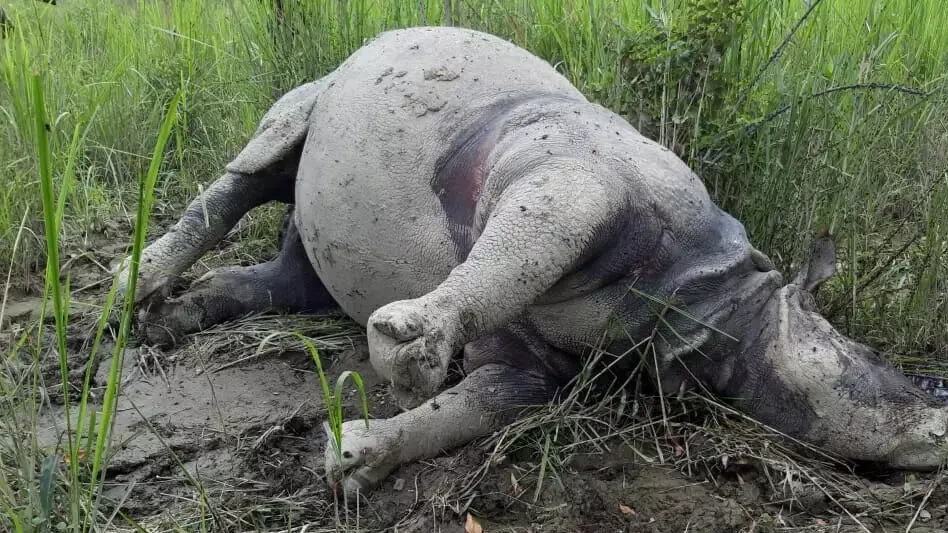 असम काजीरंगा राष्ट्रीय उद्यान में गैंडा मृत पाया गया