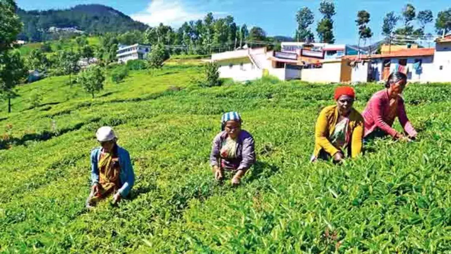 मानसून की विफलता, मजदूरों की कमी से नीलगिरी जिले में मसाला किसान प्रभावित