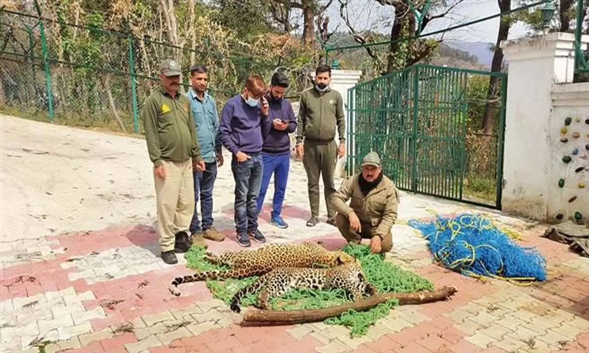 उधमपुर में स्थानीय लोगों ने दो मादा तेंदुओं को मार डाला