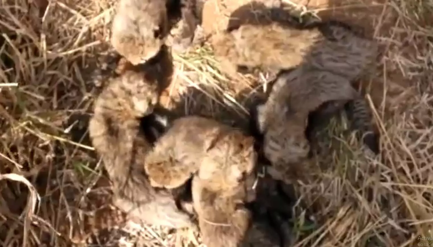 कूनो नेशनल पार्क में चीता गामिनी ने 5 नहीं 6 शावकों को दिया था जन्म, VIDEO