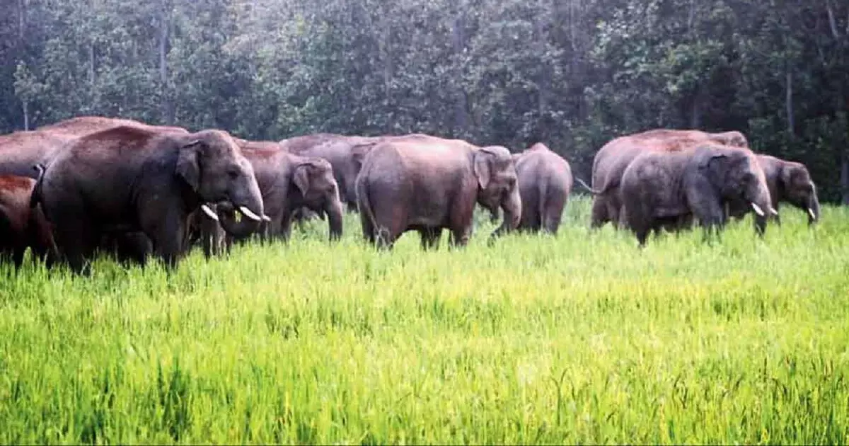 असम होजाई में हाथी के हमले से महिला घायल