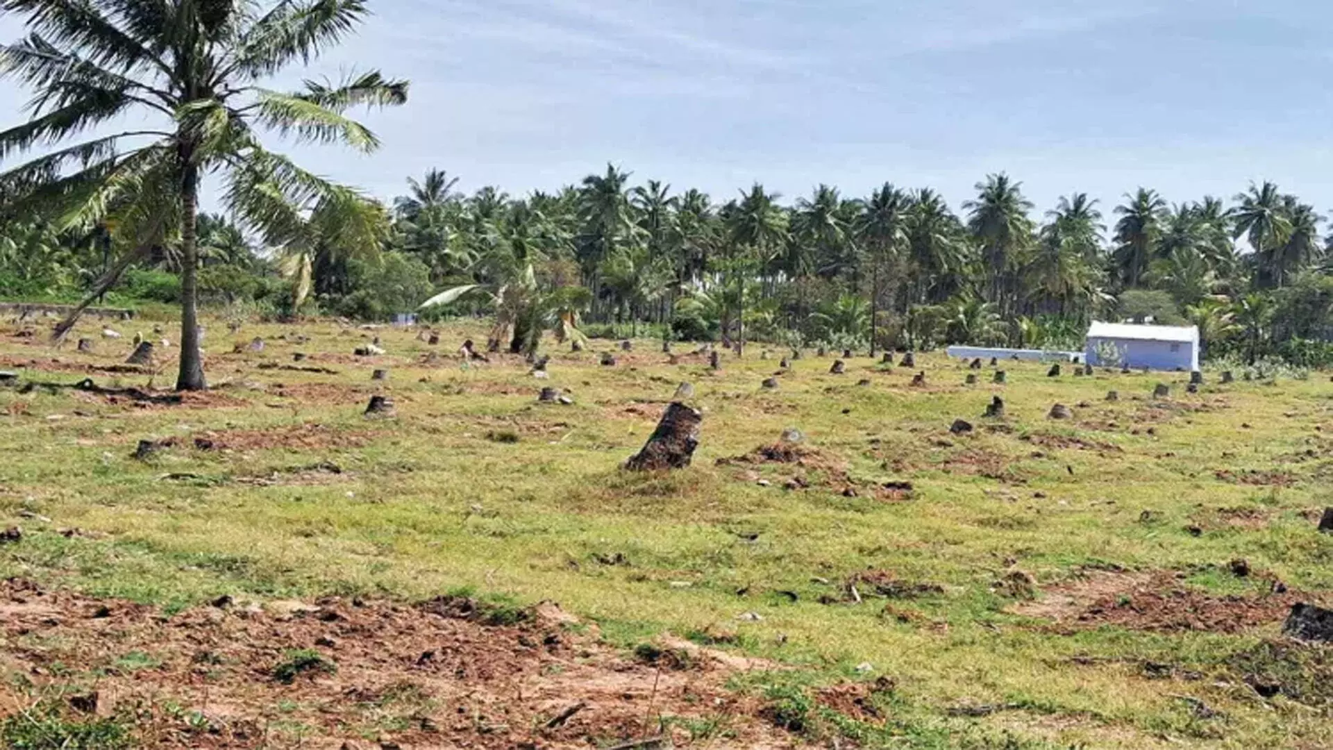 कोवई में RWD संक्रमण,नारियल किसान बुरी तरह प्रभावित