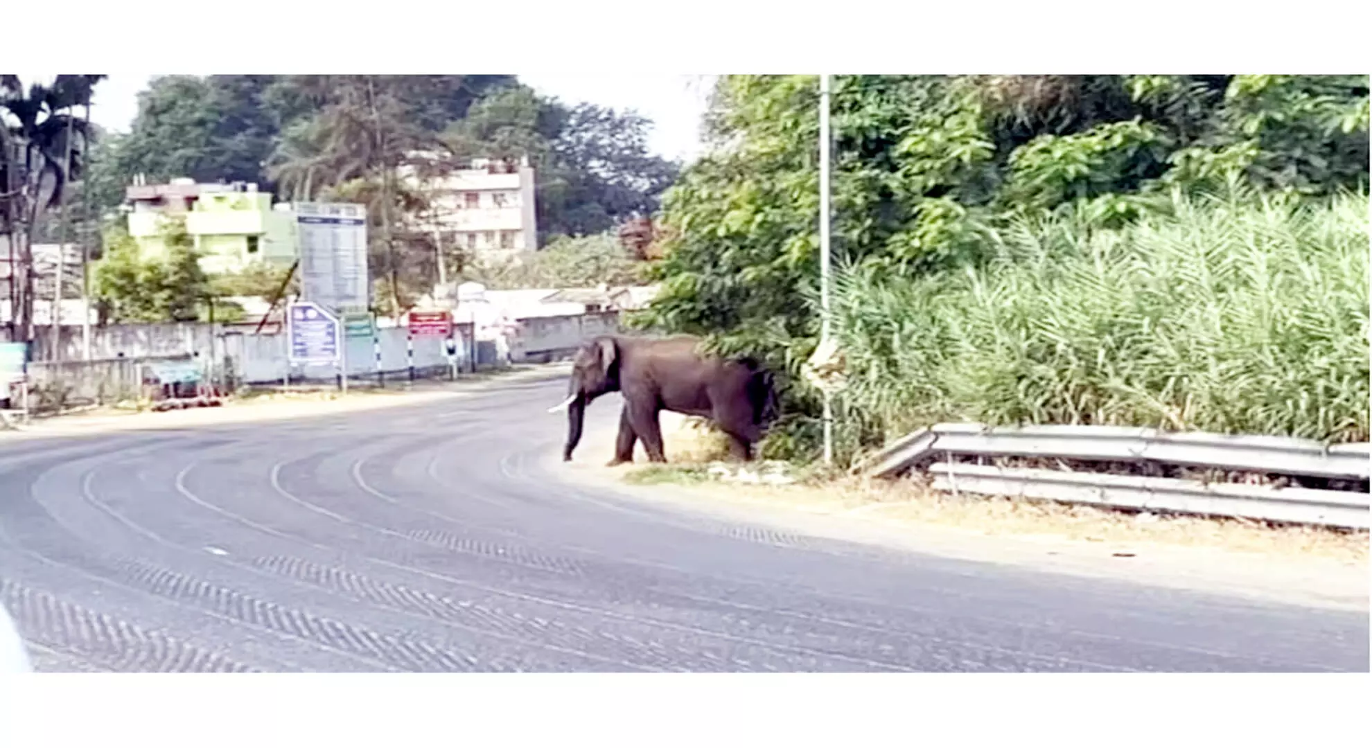 24 घंटे की लड़ाई समाप्त, हाथी को आनै मडुवु जंगल में भेजा गया