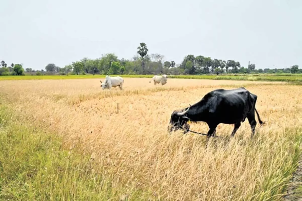 पानी की कमी के कारण नलगोंडा में धान की खेती, उपज में गिरावट