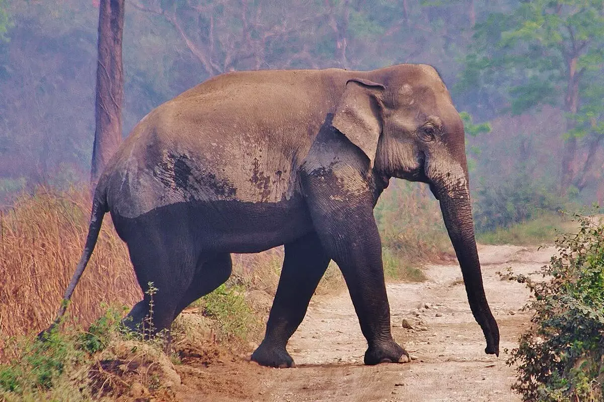 भोजन की तलाश में हाथी शहर की सड़कों पर घूमता