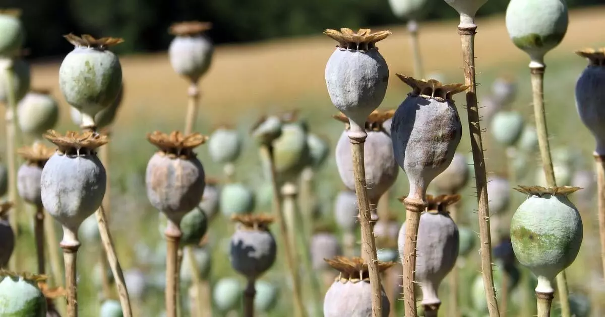 अवैध मादक पदार्थ तस्करों के खिलाफ बड़ा एक्शन, 15 क्विंटल अफीम पौधे बरामद