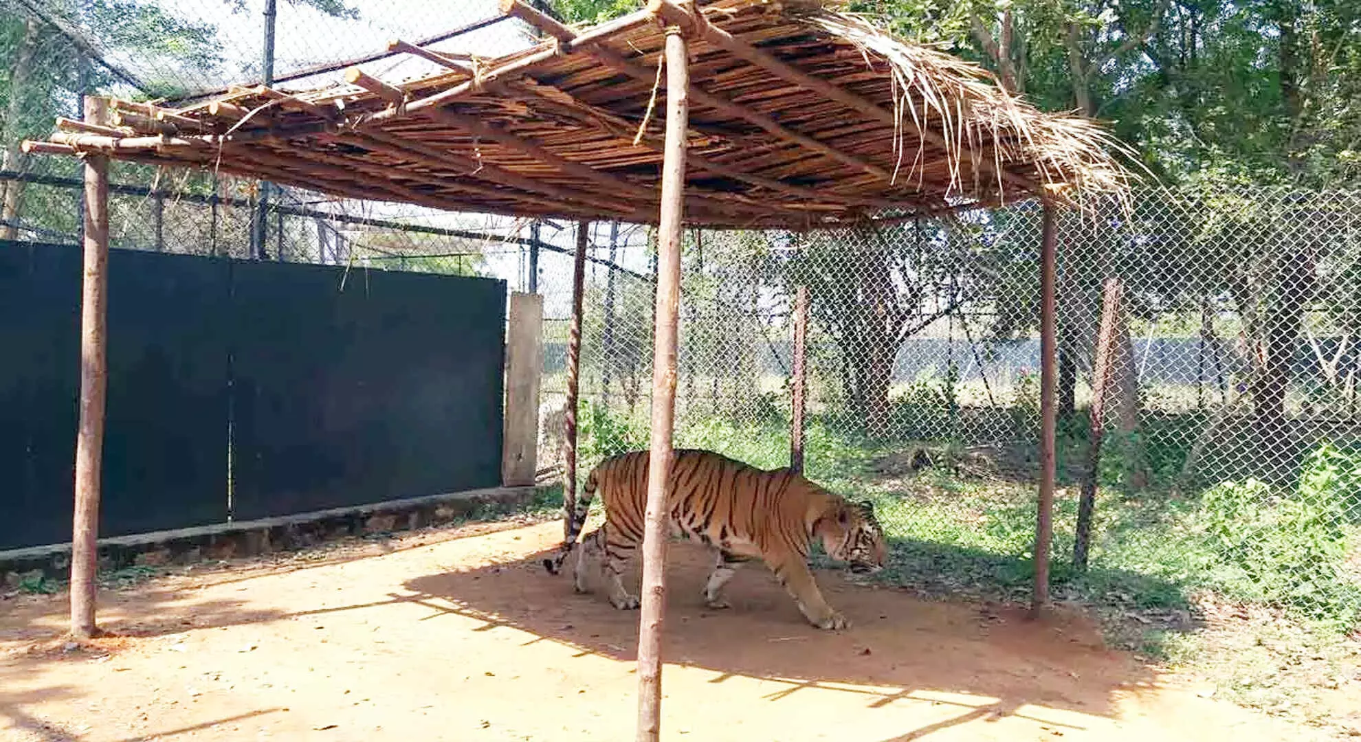 तिरूपति: एसवी चिड़ियाघर पार्क में नर बंगाल टाइगर की बीमारी से मौत हो गई