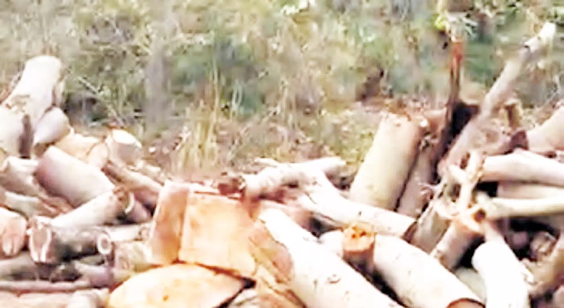 तमिलनाडु पर्यटन विभाग ने बोट हाउस के पास काटे गए पेड़ों के बारे में जानकारी देने से इनकार कर दिया