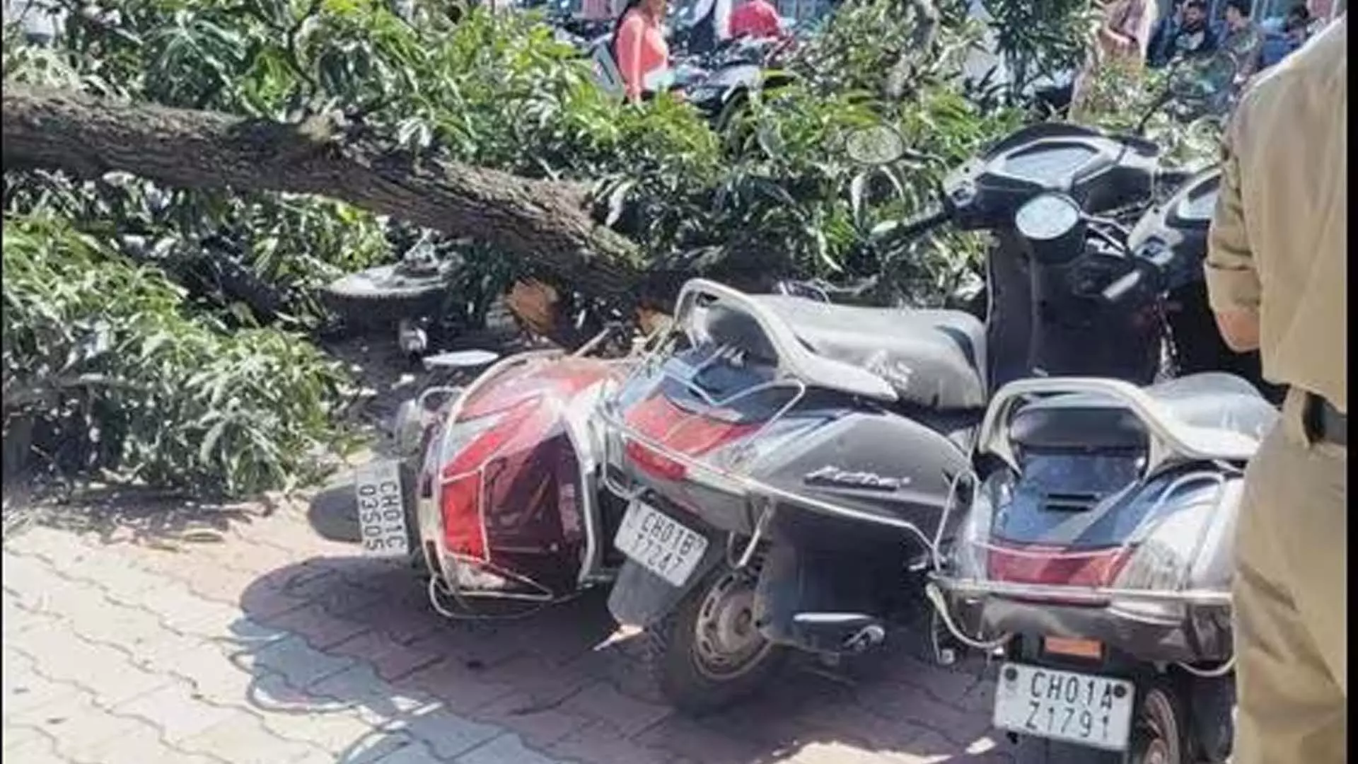 चंडीगढ़ के एसडी कॉलेज में पेड़ की शाखा गिरने से छह दोपहिया वाहन क्षतिग्रस्त