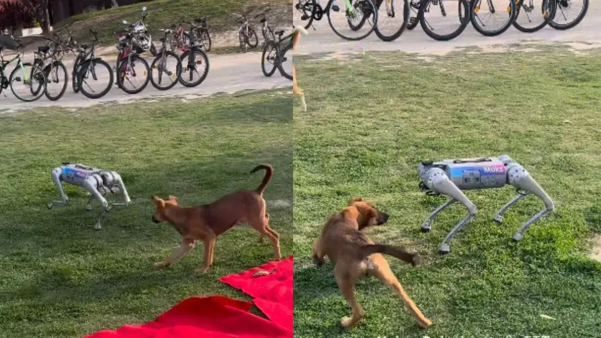 IIT कानपुर में रोबोट कुत्ते की असल कुत्तों से मस्ती, वीडियो वायरल