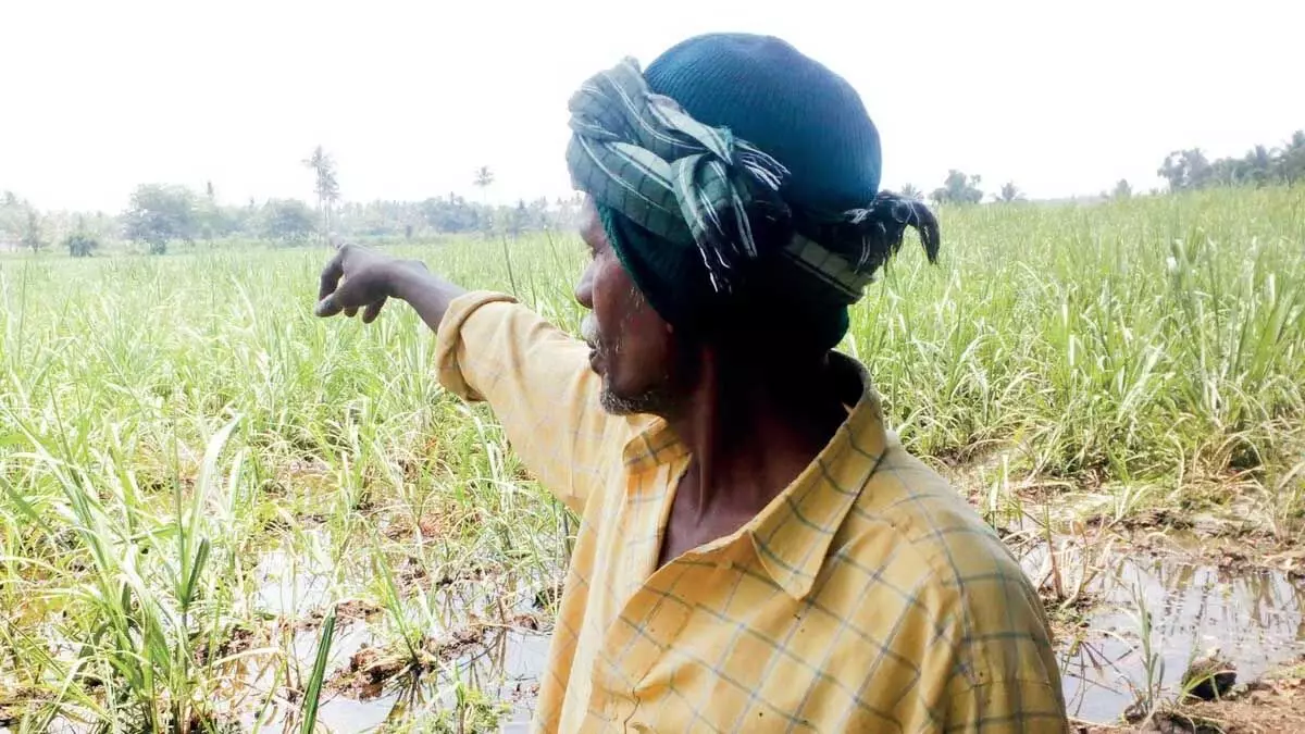 फसल नुकसान का मुआवजा एक साल से लंबित: निज़ामाबाद के किसान