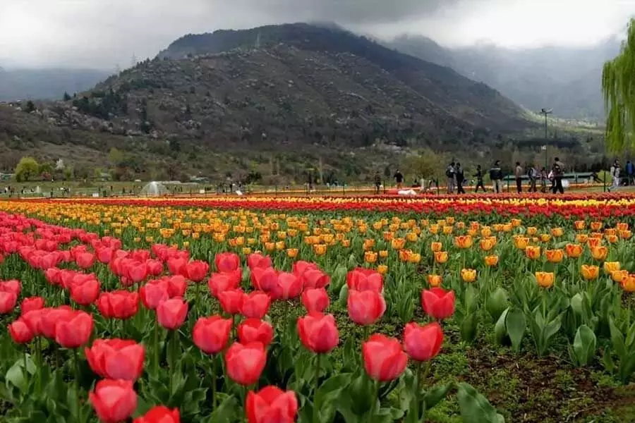 श्रीनगर में एशिया का सबसे बड़ा ट्यूलिप गार्डन इस सप्ताहांत से पर्यटकों के स्वागत के लिए तैयार
