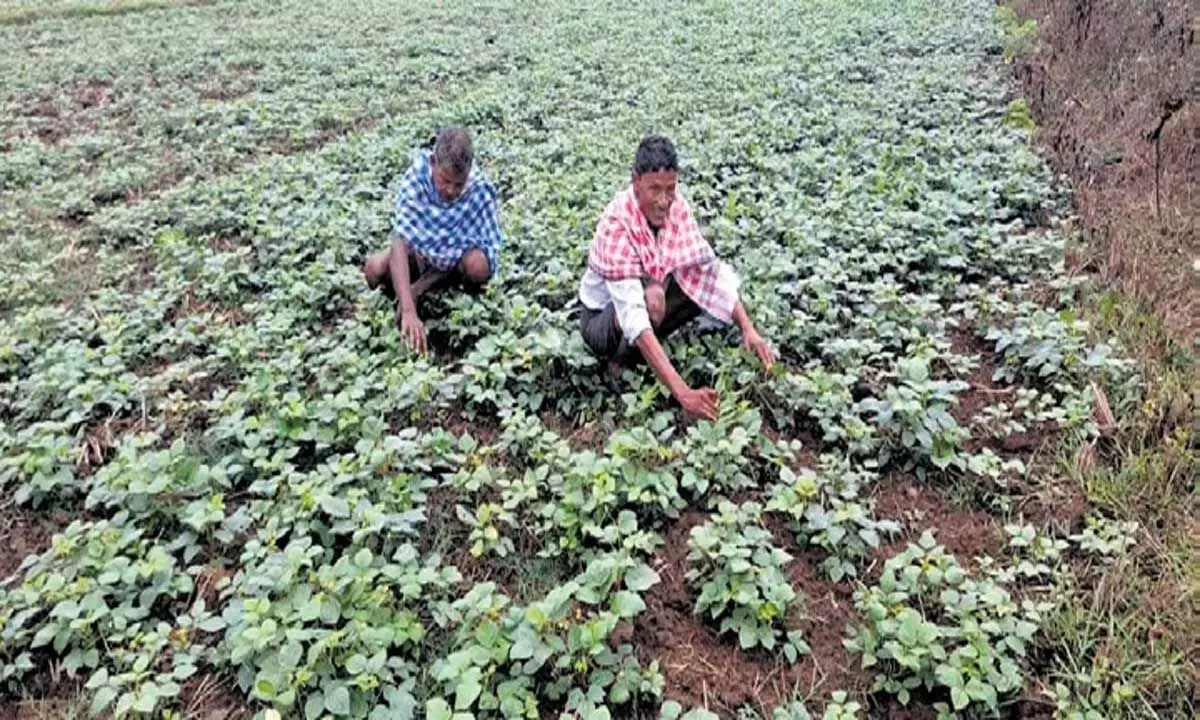 ओडिशा में बेमौसम बारिश का खामियाजा फसलों को भुगतना पड़ रहा