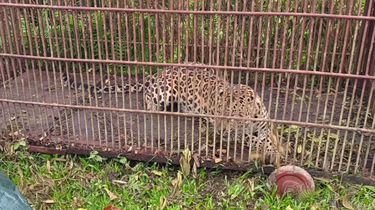 असम वन विभाग के कर्मियों ने लेपेटकट्टा में तेंदुए को पिंजरे में कैद किया