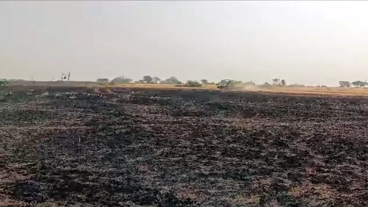 Damoh : शॉर्ट सर्किट से 25 एकड़ में लगी गेहूं की फसल खाक, लाखों का नुकसान