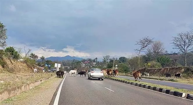 उच्च न्यायालय ने एनएचएआई को कीरतपुर-मनाली राष्ट्रीय राजमार्ग से अतिक्रमण हटाने  निर्देश दिया