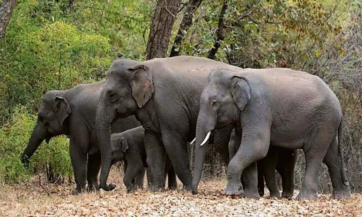 एक दशक से हाथियों के आतंक से जूझ रहे सिरमौर के गांव