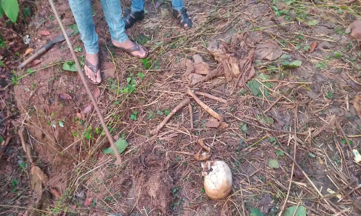 ओडिशा के बांकी काजू बागान में मानव खोपड़ी और हड्डियां मिलीं