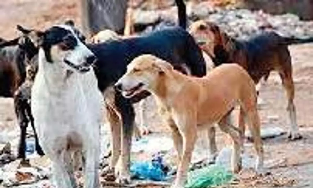 तेलंगाना में परित्यक्त नवजात बच्ची को कुत्तों ने नोंच-नोंच कर मार डाला