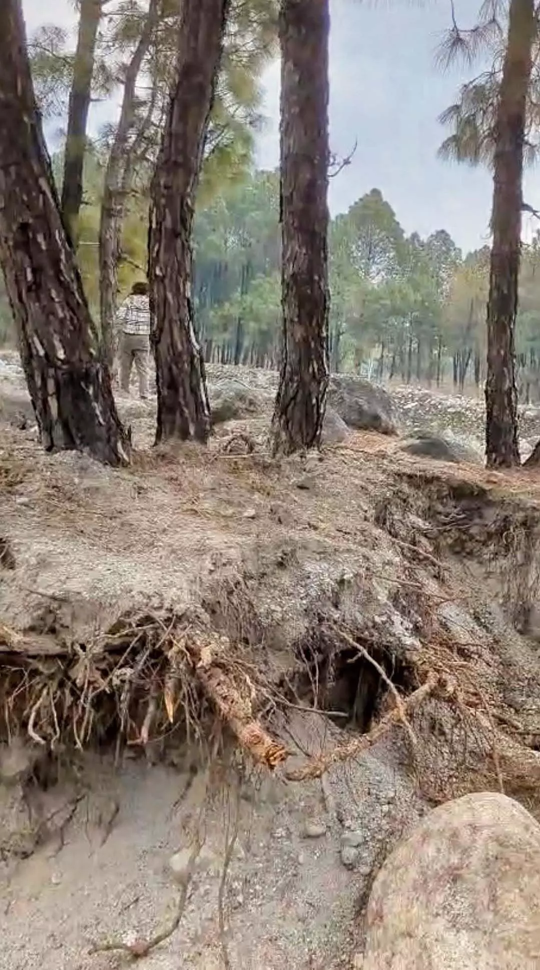 न्यूगल नदी तट पर अवैध खनन से देवदार के पेड़ क्षतिग्रस्त हुए