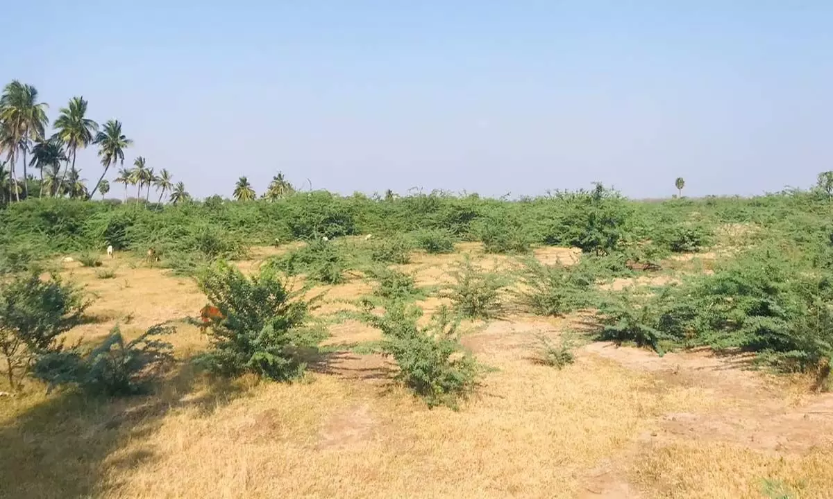 निवासियों की मांग है कि मरुदायरु बांध पर आक्रामक सीमाई करुवेलम पेड़ों को हटाने की जरूरत