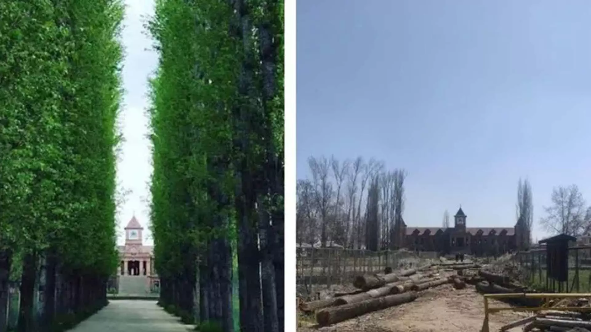 श्रीनगर: अमर कॉलेज में पेड़ काटे जाने से आक्रोश