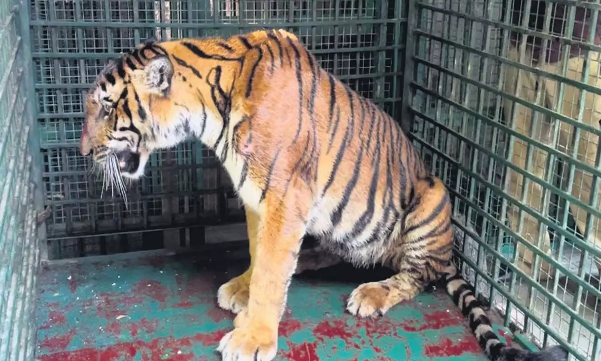 वायनाड में पकड़ी गई मादा बाघ को तिरुवनंतपुरम चिड़ियाघर में स्थानांतरित किया गया