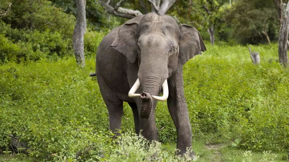 सोनोकपोरा इलाके में हाथियों ने एक व्यक्ति को मार डाला