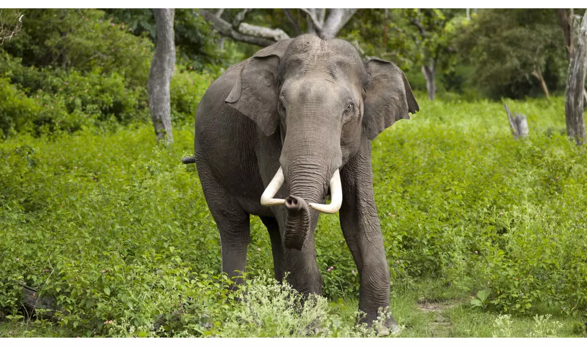 डेमो सोनारपुर इलाके में हाथी ने एक व्यक्ति को मार डाला