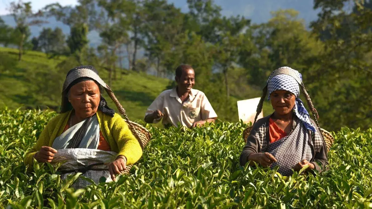 भारत में चाय के लिए कोई एमएसपी क्यों नहीं