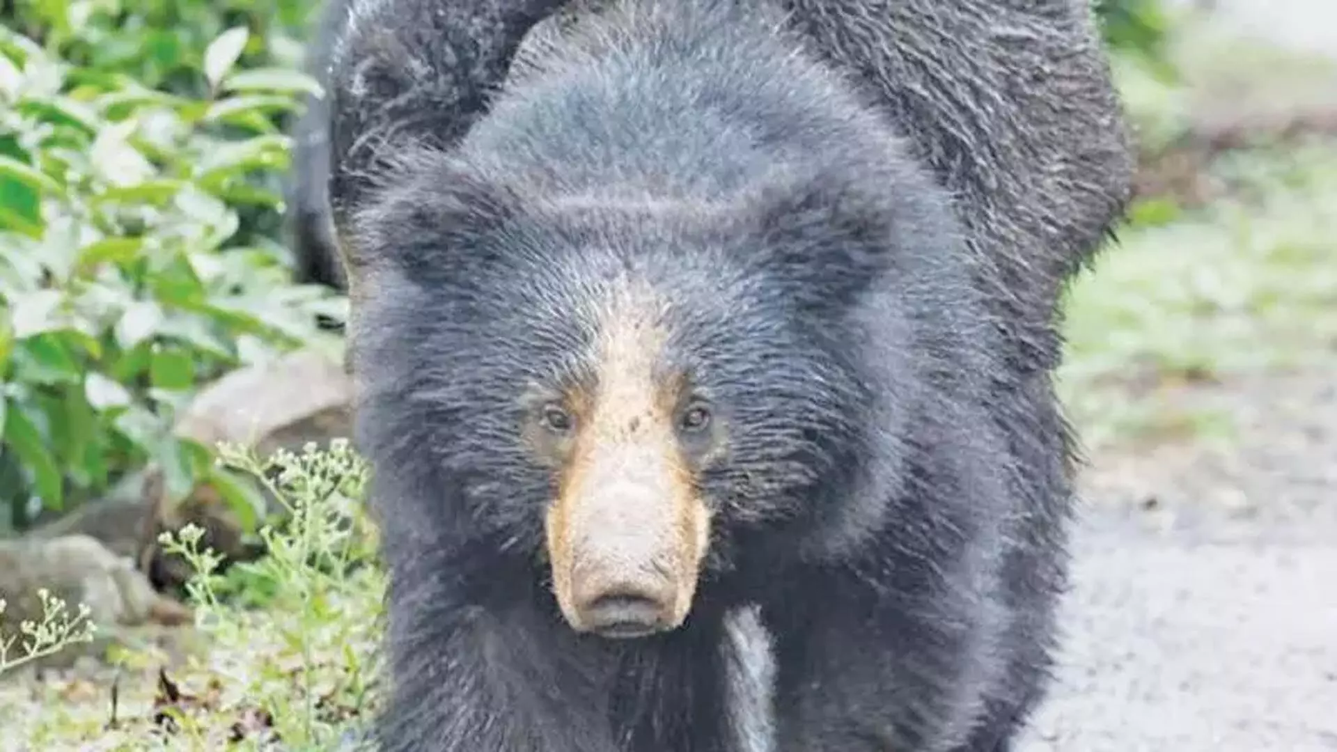 भालू के हमले में दो की मौत, एक घायल