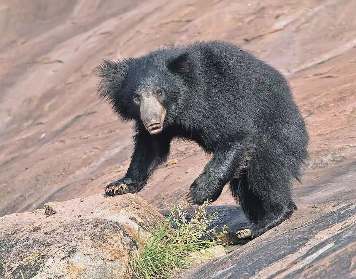 वन अधिकारियों ने सकुलम में भालू की मौत की जांच शुरू
