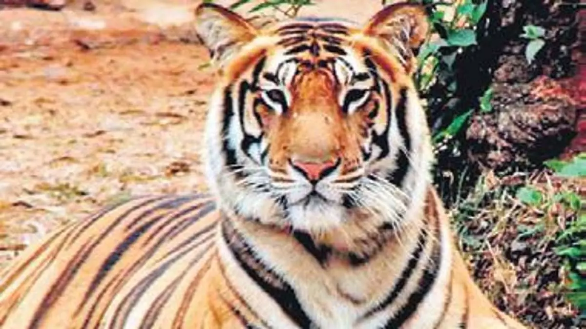 शिकार आधार को बढ़ावा देने से ओडिशा के सतकोसिया में बाघों की आबादी पुनर्जीवित: एनटीसीए