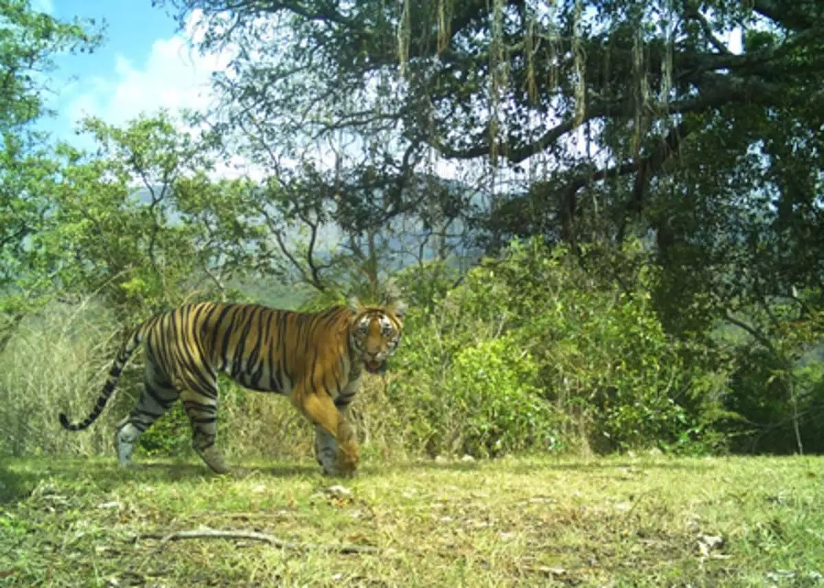 ओडिशा में पशुओं पर बाघ के संदिग्ध हमले से निवासियों में दहशत फैली