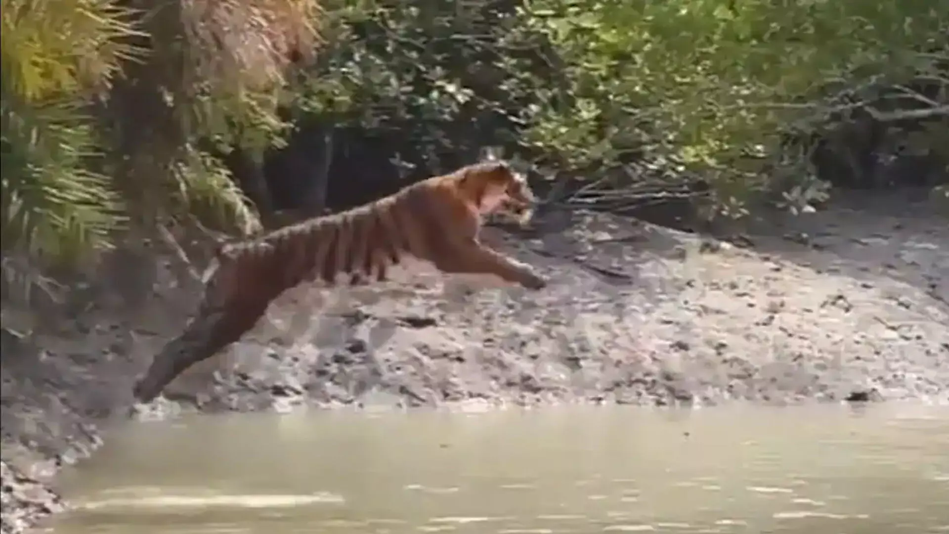 सुंदरबन में नदी पार करने के लिए बाघ की शानदार छलांग का वीडियो इंटरनेट पर वायरल