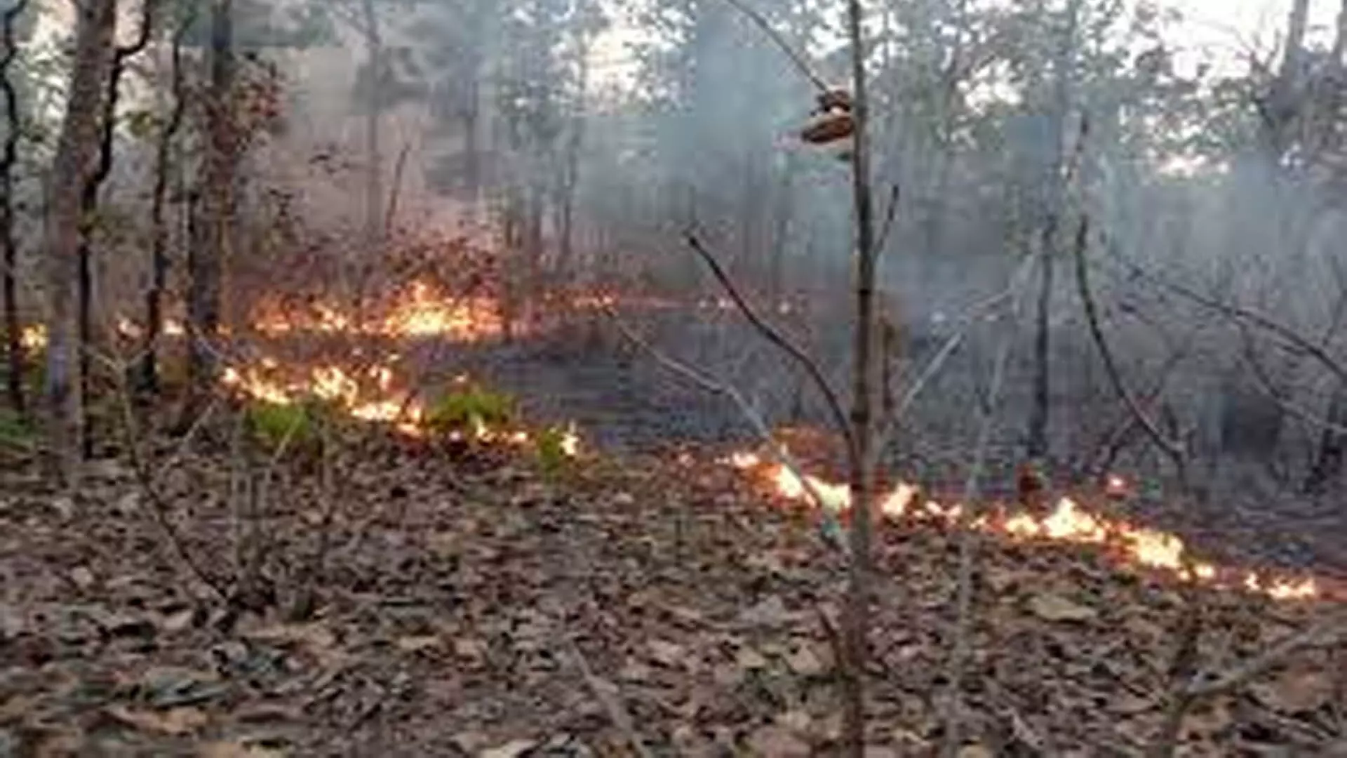 जंगल की आग से इटुरनगरम और अमराबाद वन्यजीव अभयारण्य जलकर खाक