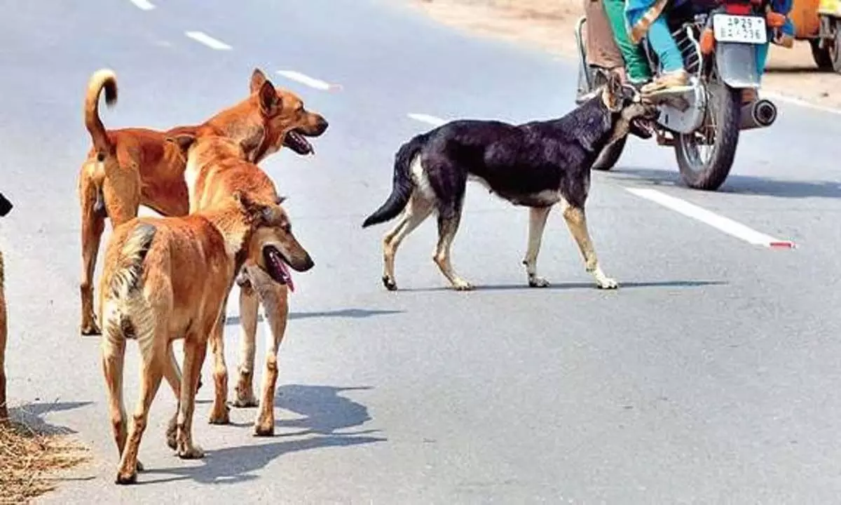 कोठामंगलम में आवारा कुत्ते ने आठ लोगों को काट लिया